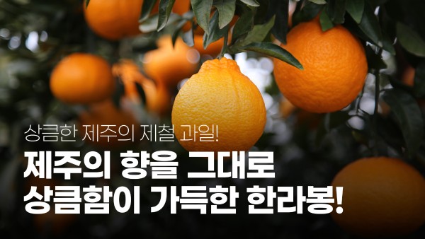 한라봉_[특]_3kg[BOX]